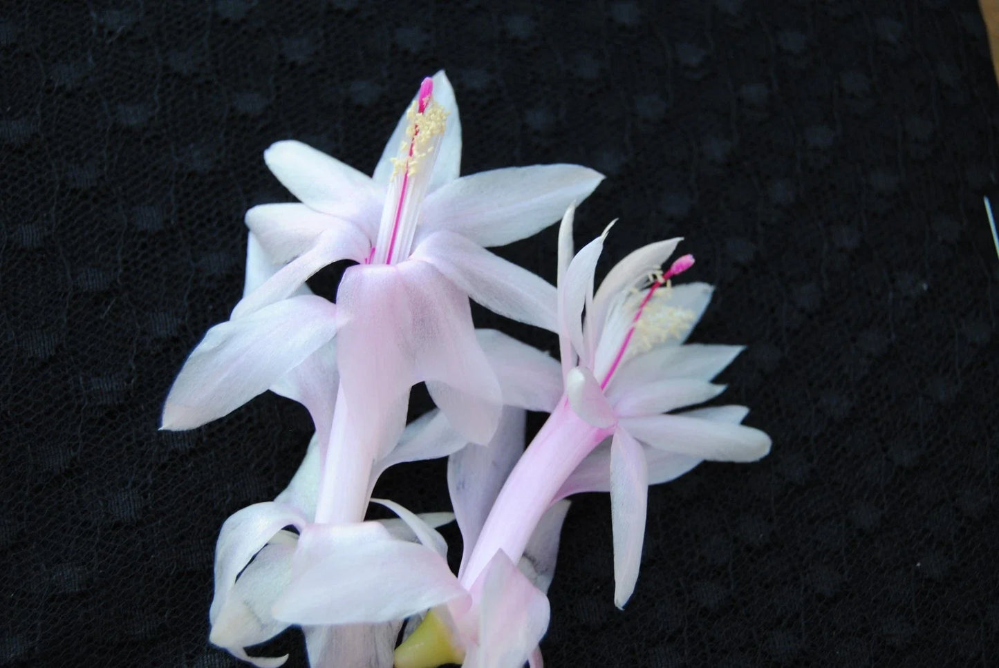 Christmas Cactus Starter Plant - Angel Kisses - Schlumbergera Truncata - Well Rooted Healthy Plant for Indoor Decor