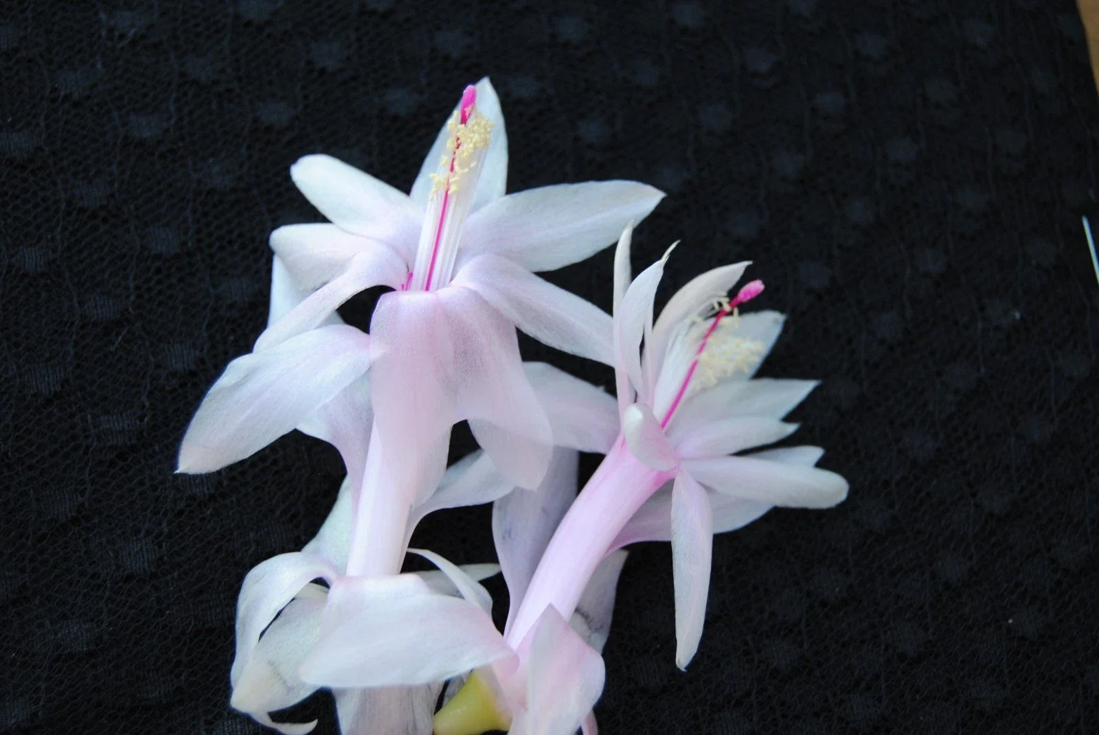 Christmas Cactus Starter Plant - Angel Kisses - Schlumbergera Truncata - Well Rooted Healthy Plant for Indoor Decor