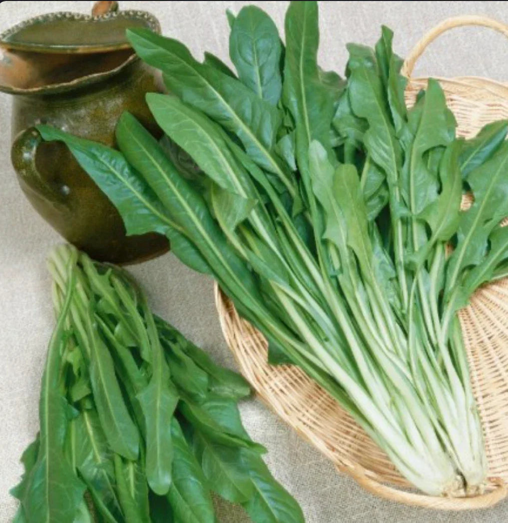Italian Dandelion Seeds - 1000+ Catalogna Emerald Endive Non-GMO Heirloom Organic