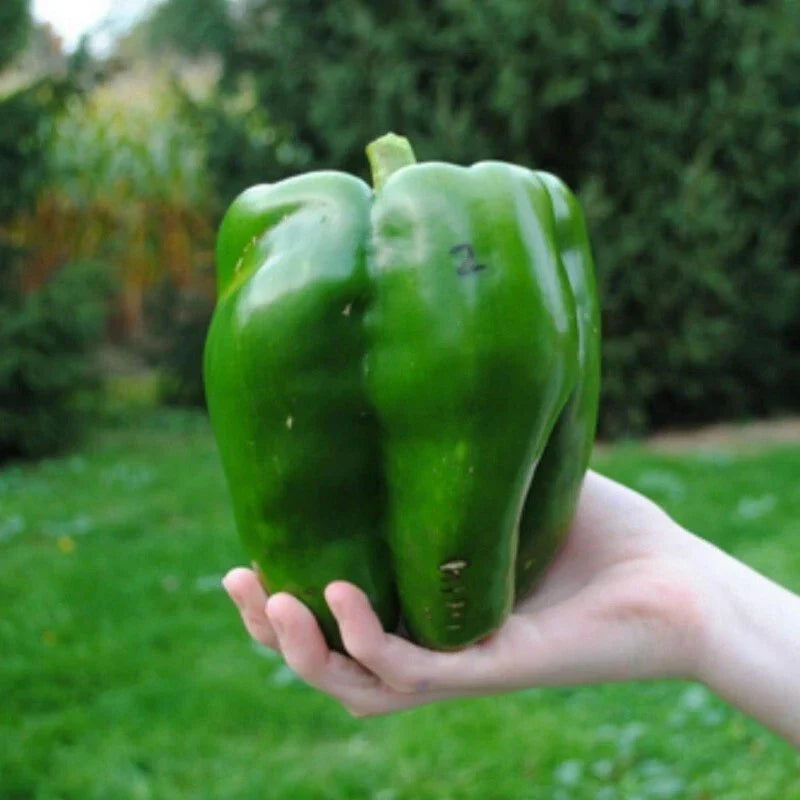 Emerald Giant Bell Pepper Seeds - 25 Non-GMO Heirloom Organic Capsicum annuum