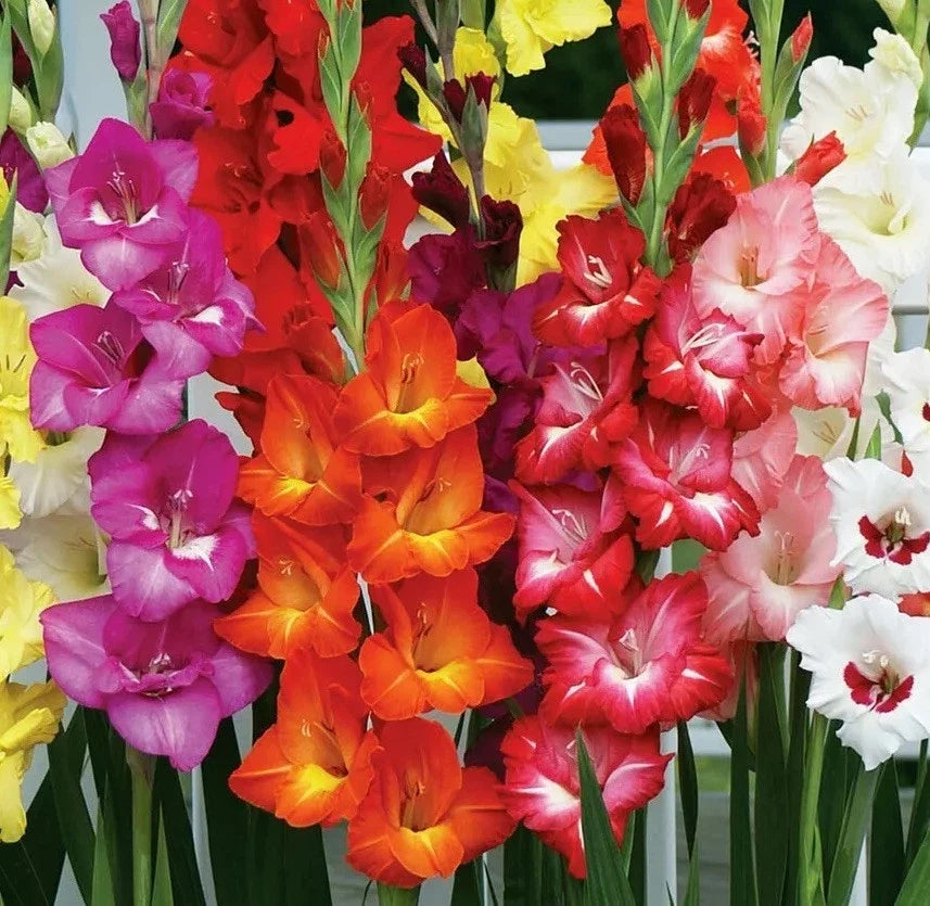 Gladiolus Bulbs 10/12cm Mixed Colors Summer Blooming Cold-Hardy Container Planting Gladiolus Mix