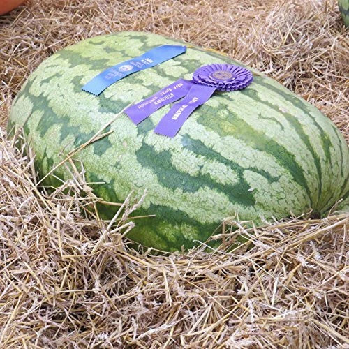 Carolina Cross Watermelon Seeds | Heirloom Non-GMO Citrullus lanatus for Home Garden, Large Sweet Melons