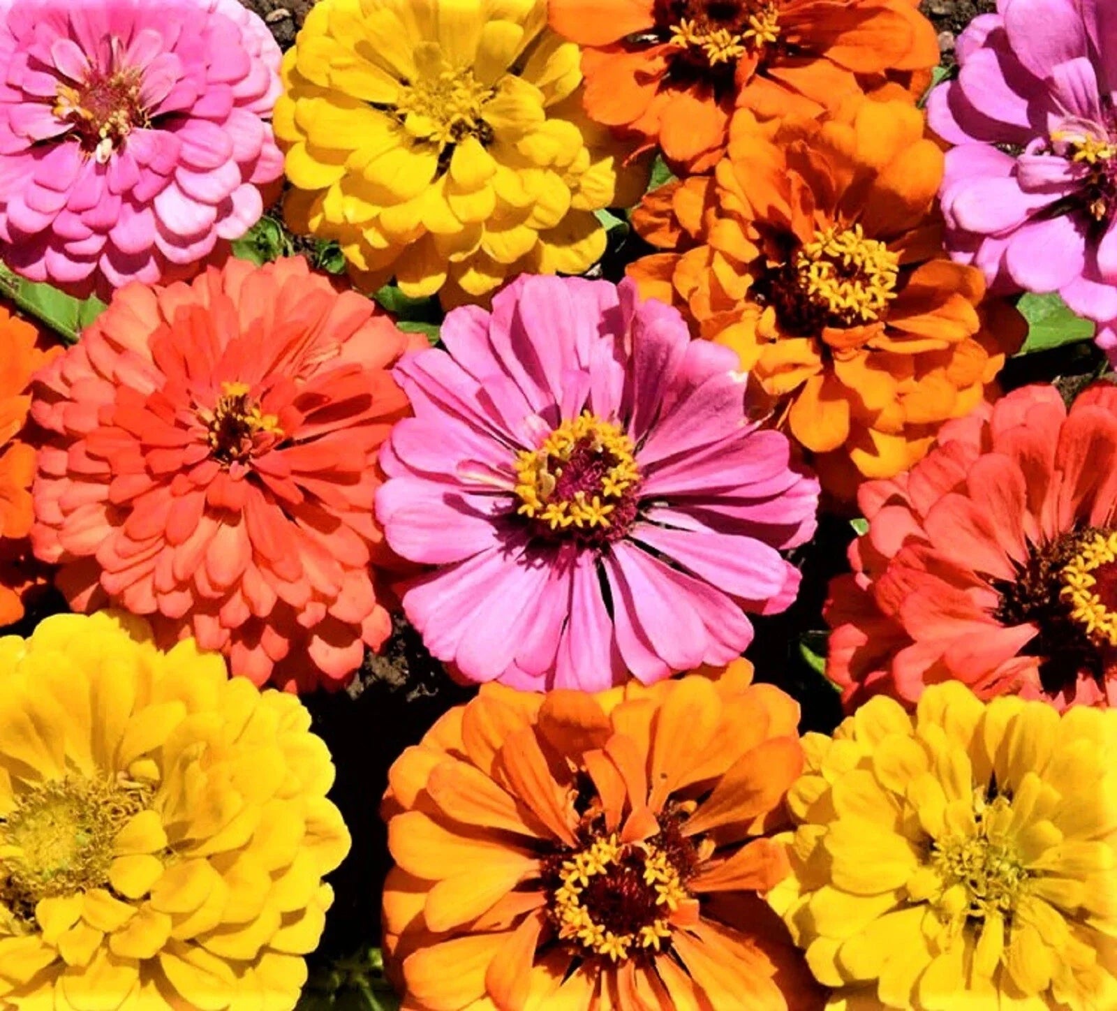 Peachy Keen Zinnia Seed Mix - 100+ Non-GMO Seeds for Vibrant Annual Flowers, Garden Borders & Cut Flowers - Zinnia elegans