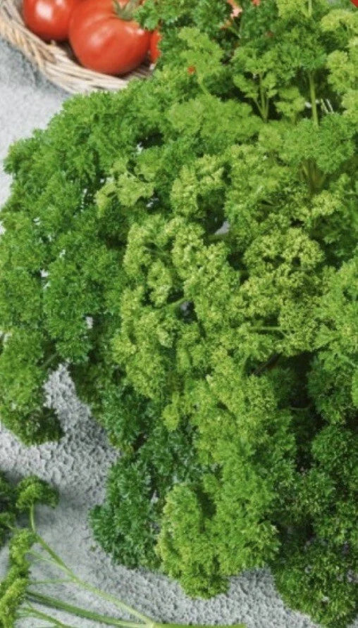 Forest Green Parsley Seeds - Heirloom NON-GMO Petroselinum crispum, 500 Seeds for Culinary, Herb Garden & Garnishing