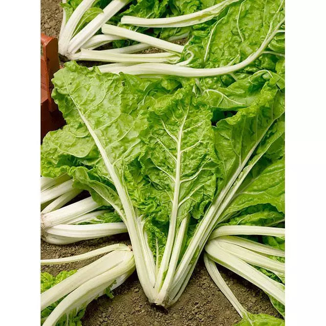Swiss Chard Lucullus Seeds 50 Ct Heirloom Non-GMO Vegetable Garden