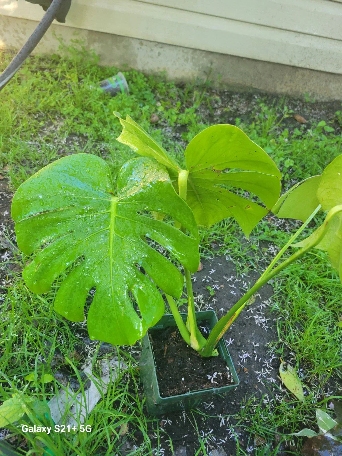 Monstera Deliciosa Live Plant | 3-Inch Swiss Cheese Indoor Houseplant