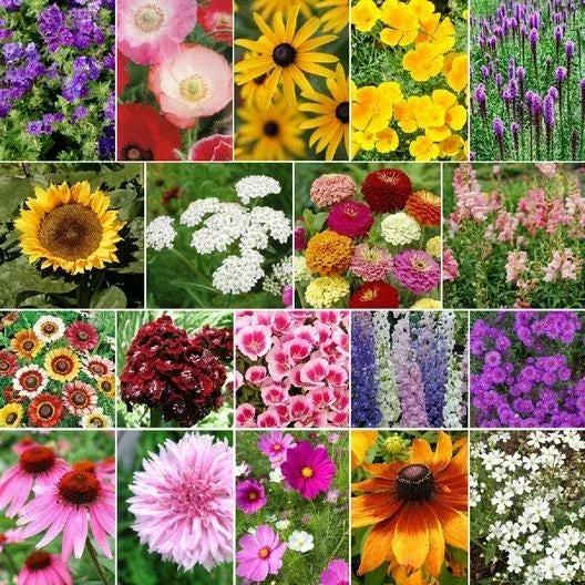 Wildflower Seeds - 500 Non-GMO Heirloom Fall Bloom Mix - 19 Flower Species for Autumn Garden, Pollinator Attracting Seeds