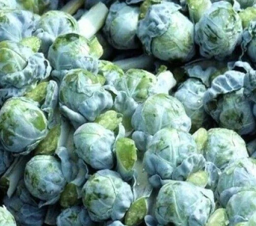 Brussels Sprouts Seeds 300+ Count - Long Island Variety, Brassica oleracea, Vegetable Garden