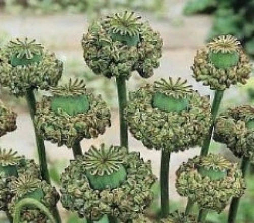 75 Seeds Hen and Chickens Poppy Chicks Papaver rhoeas GroCo USA