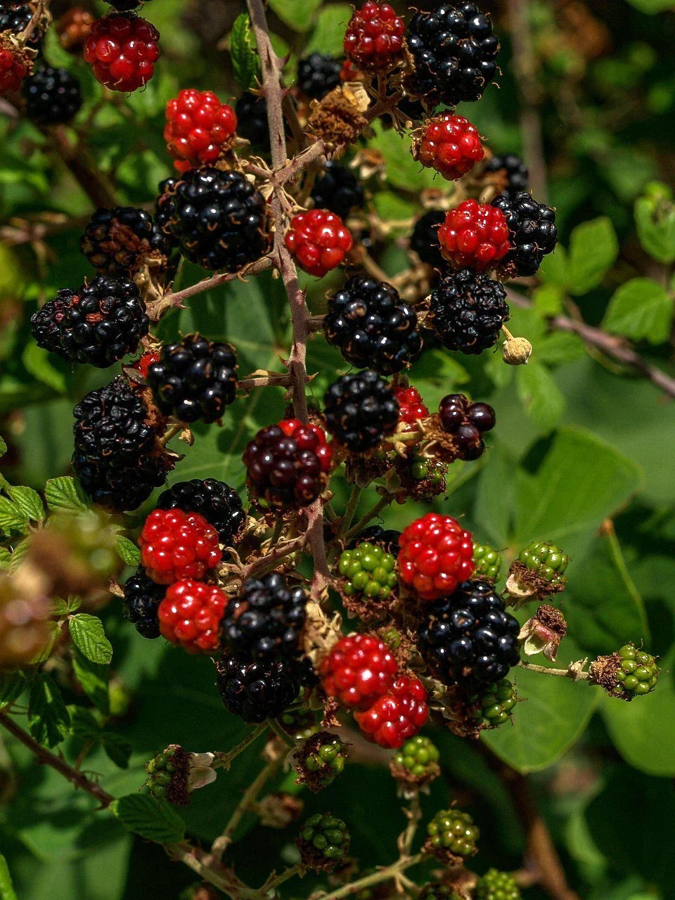 Organic Thornless Blackberry Cuttings - 6" Un-Rooted Rubus fruticosus, Thornless, Sweet Juicy Berries, Garden & Container Planting