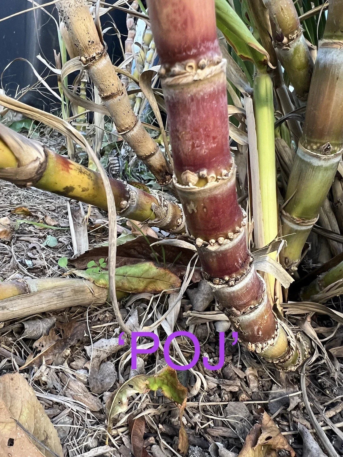 Rare Heirloom Sugar Cane Plants - Well-Rooted Large Varieties for Gardens & Landscaping - Saccharum officinarum