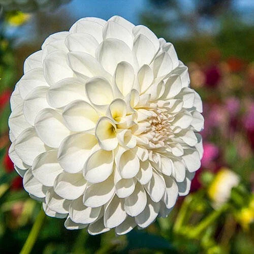 25 Boom Boom White Dahlia Seeds | Perennial Flower Seeds | Dahlia pinnata