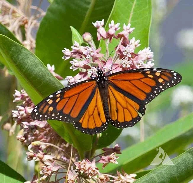 Milkweed Seeds Pack – Pink Asclepias for Monarch Butterflies – Perennial Garden Plant – Attract Pollinators