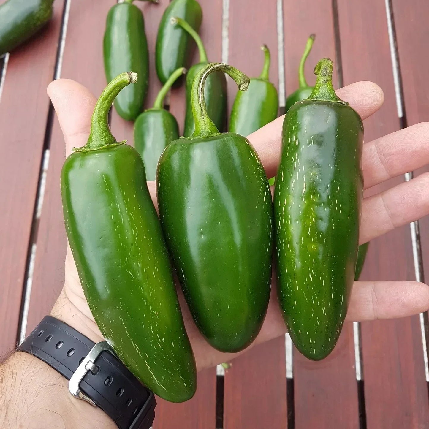 Mammoth Jalapeno Hot Pepper Seeds - 100 Organic Non-GMO Capsicum annuum Seeds