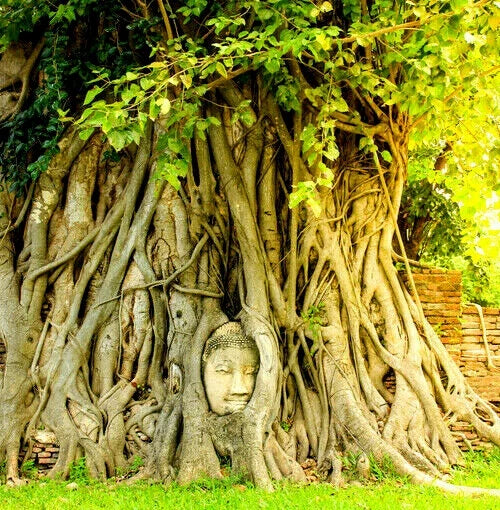 Ficus Religiosa Seeds - Sacred Fig, Buddha Peepal, Meditation Tree, Herbal Plant, Eco-Friendly Garden Seeds