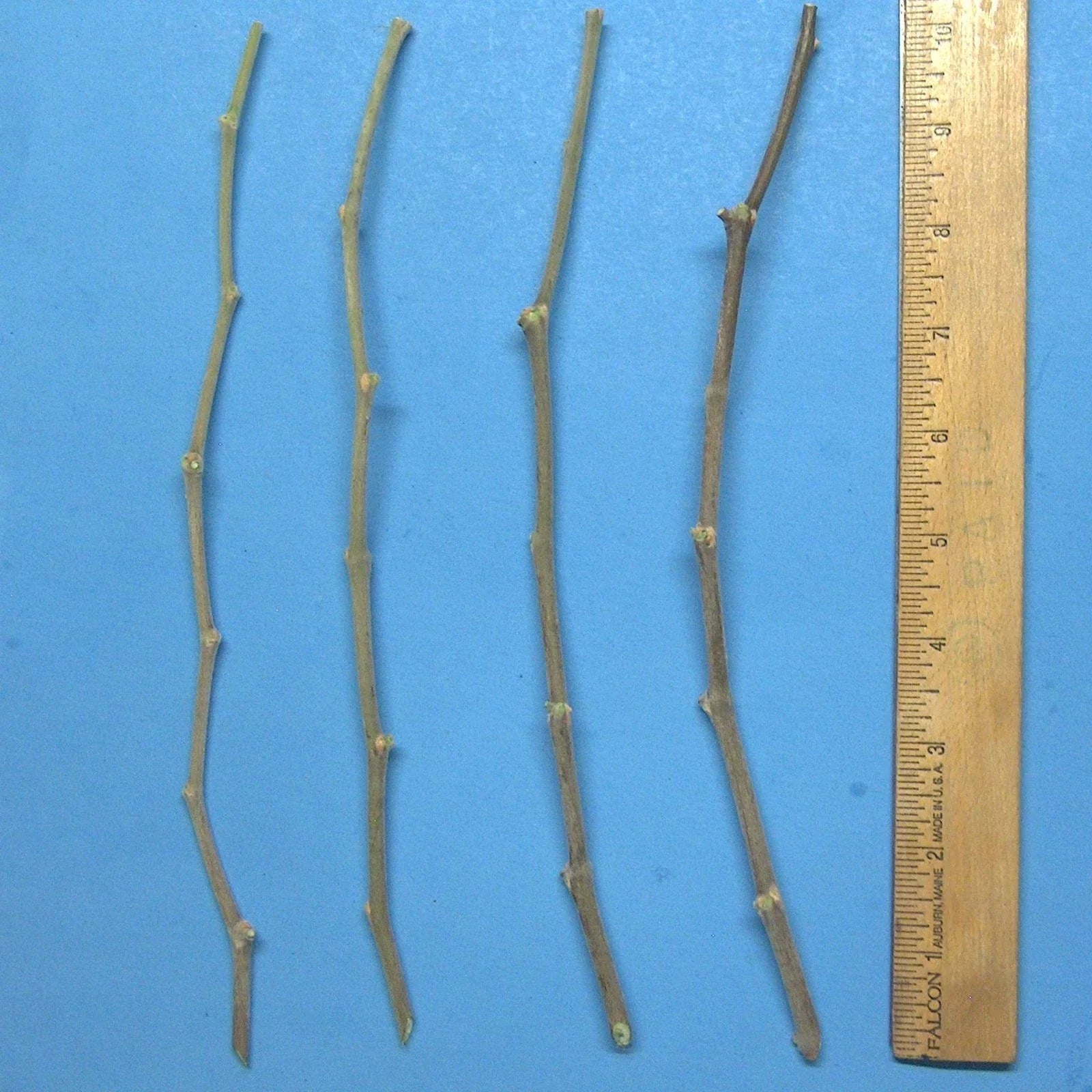Jujube Tree Cuttings 10" Wild Rootstock for Taiwan, Thai, Indian Varieties | Ziziphus jujuba Planting Material