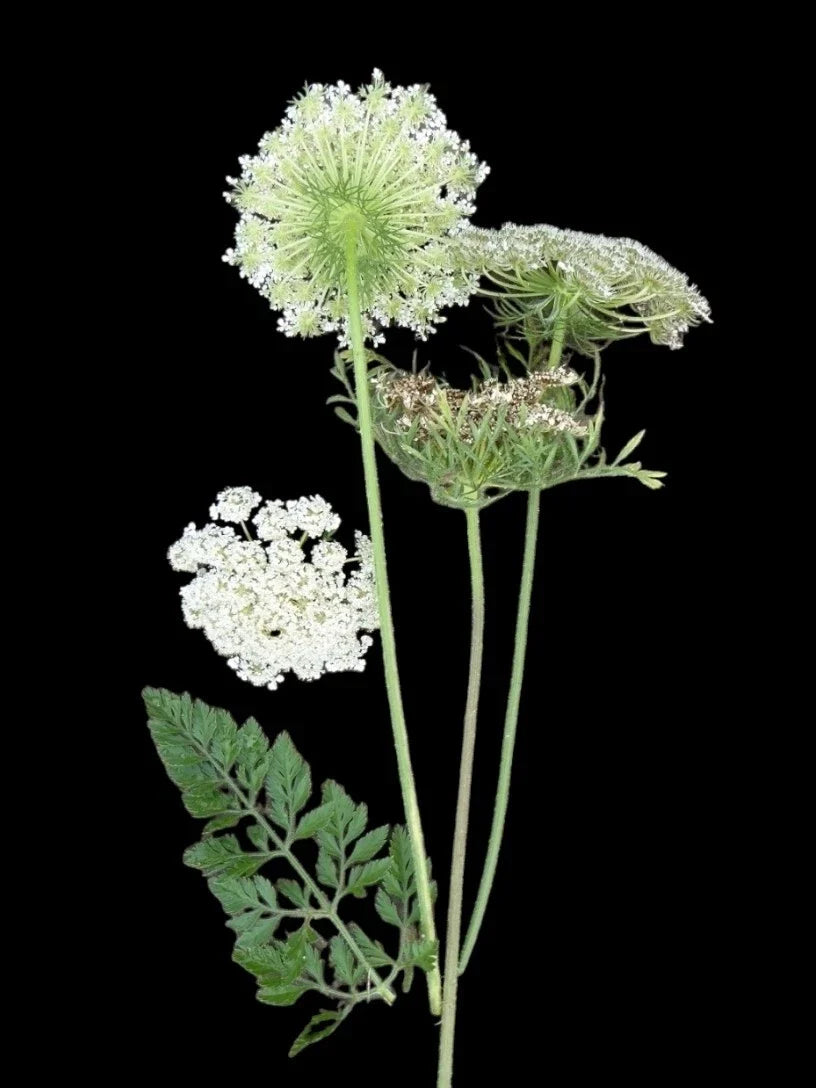 Queen Anne's Lace Seeds - Organic Wild Carrot Daucus carota - Non-GMO Flower Seeds for Wildflower Gardens and Pollinator Attracting