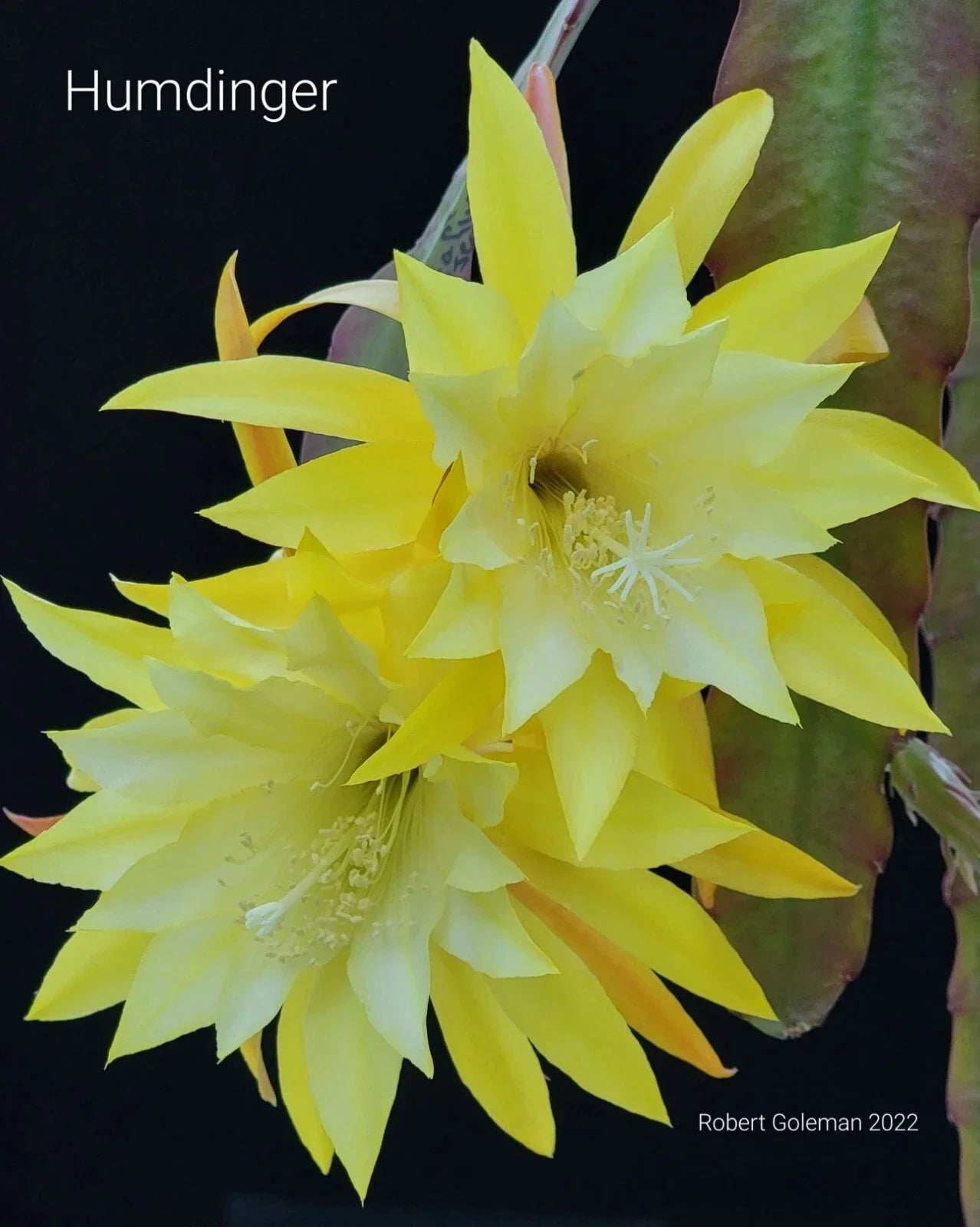 Epiphyllum 'Hum Dinger' Unrooted Cutting - Rare Orchid Cactus for Indoor and Outdoor Cultivation