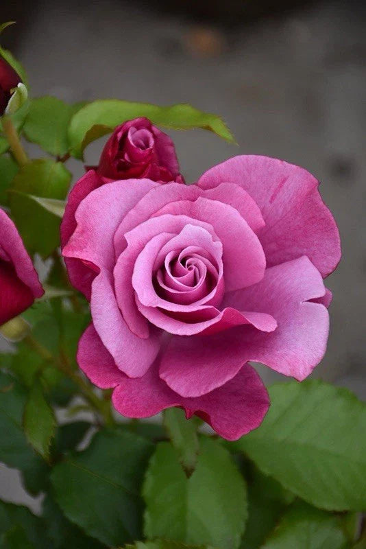Fragrant Rose Cuttings - Barbra Streisand Variety - Rosa 'Barbra Streisand' - 3 Premium Garden Planting Clippings