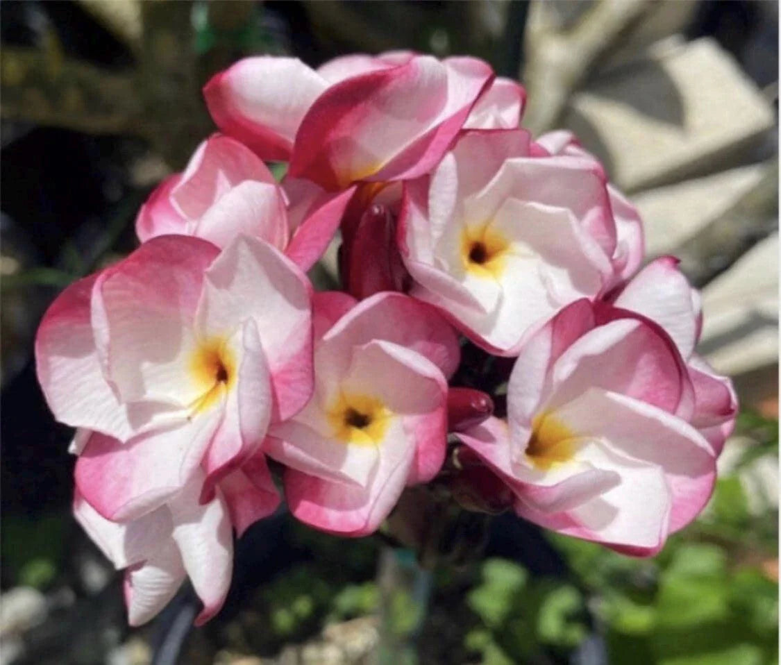 Rooted Plumeria Cutting - JL Pink Pansy, 13 Inches, Tropical Flowering Plant, Plumeria spp.