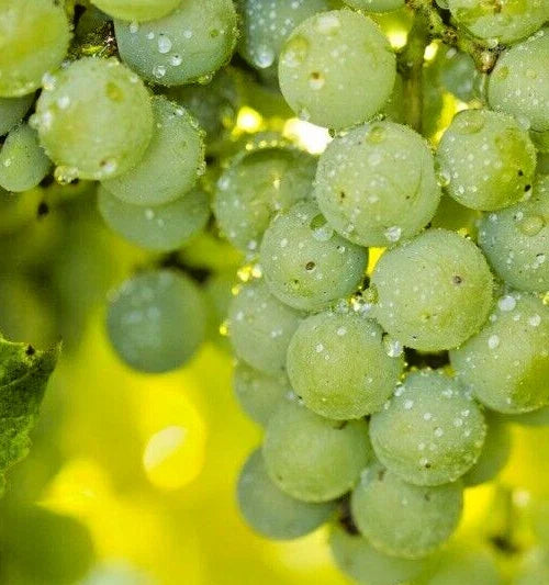 Organic Niagara Grape Seeds - 35 Count - Sweet White Vitis labrusca for Eating & Wine