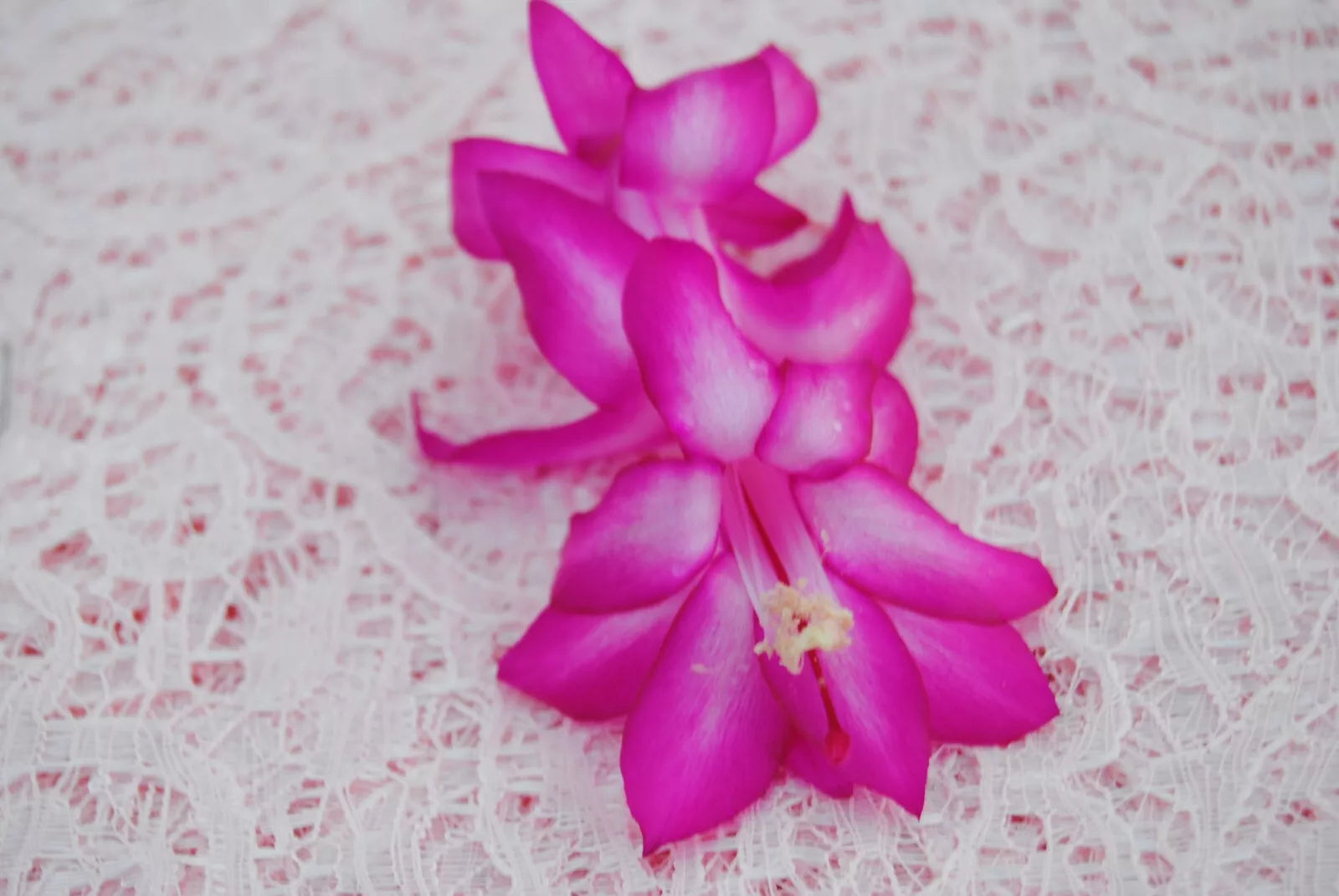 Christmas Cactus Starter Plant – Small Madonna Schlumbergera Truncata – Healthy Well-Rooted Cacti for Home & Gifts