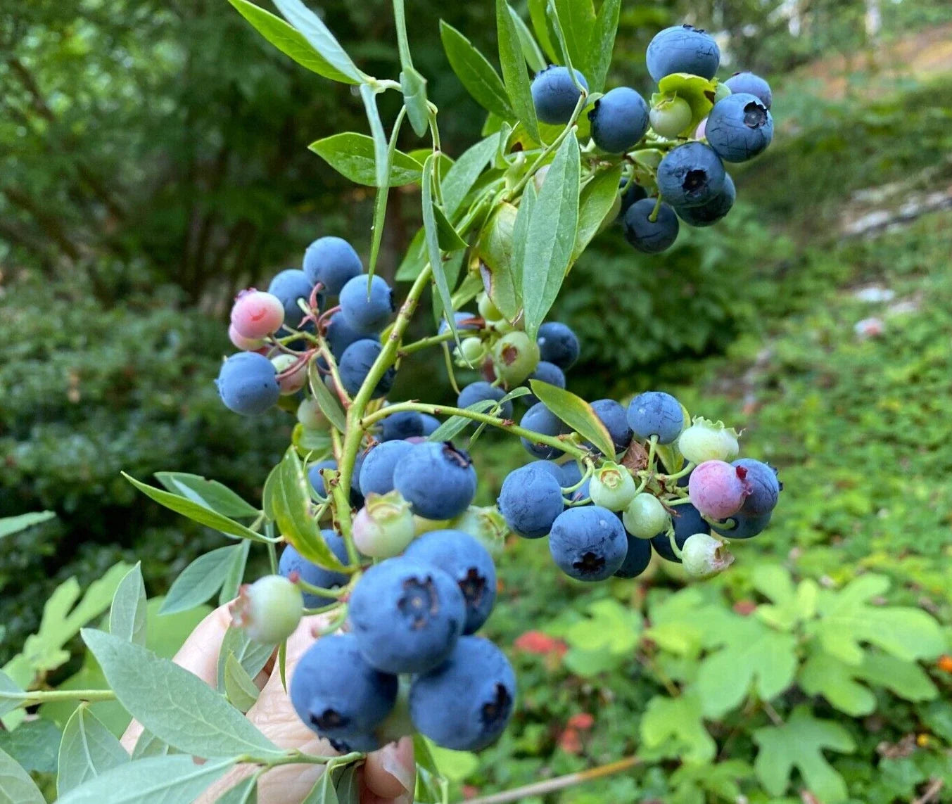 Evergreen Blueberry Plant Cuttings 4 Pack Vaccinium darrowii Edible Landscaping Compact Bush