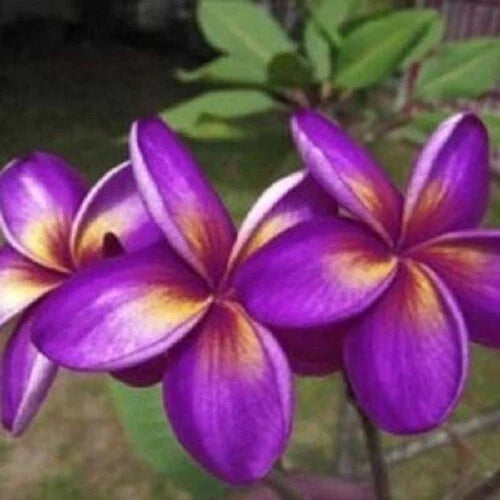 Plumeria Seeds - 5 Pack - Purple Yellow Flowers - Perennial Tropical Plant - Plumeria rubra