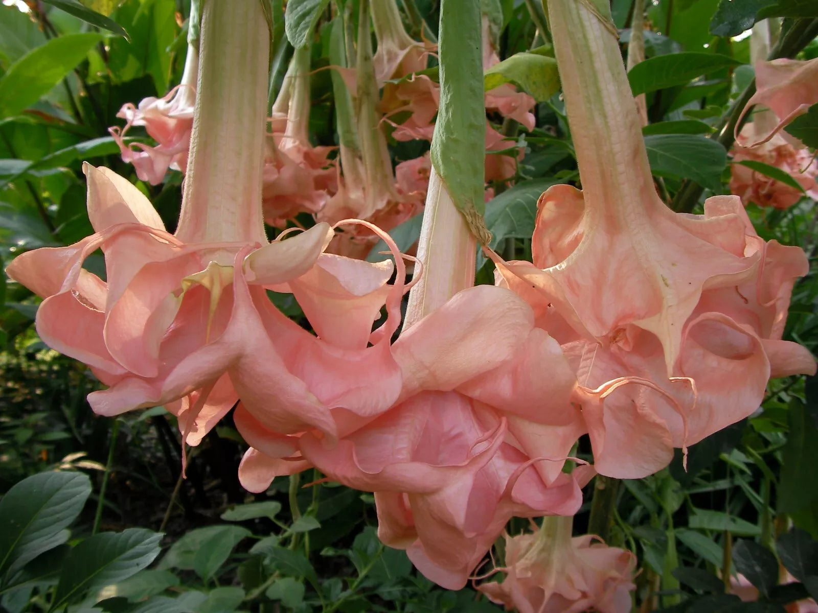 Evelyn Rose Angel Trumpet Seeds - Pink Brugmansia spp. - Fragrant, Pollinator-Attracting, Easy to Grow, 10 Seeds