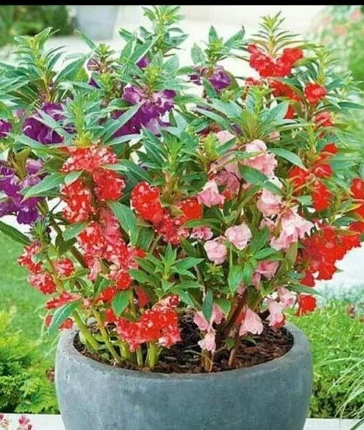 Semillas De Flor Belen - 50+ Colorful Flower Seeds for Garden