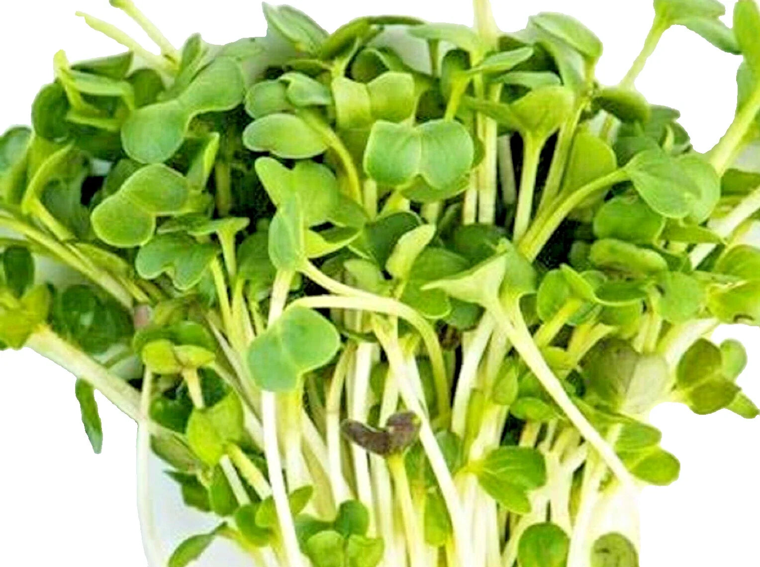 Minowase Daikon Radish Microgreen Seeds - Non-GMO Raphanus sativus for Sprouts & Greens - 100+ Seeds Seed Packet