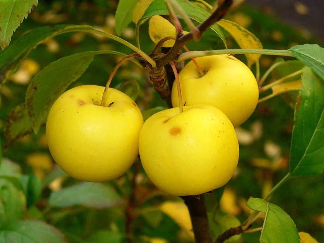 European Crab Apple Seeds - Malus Sylvestris, 30 Pack, French Crabapple, Ornamental Fruit Tree Seeds, Wildlife-Friendly Garden Plant