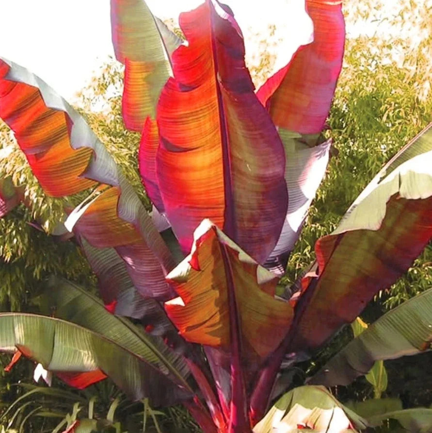 Live Red Banana Plant Ensete Maurelii Rooted Indoor or Outdoor Tropical Foliage 6-8 Inches Tall