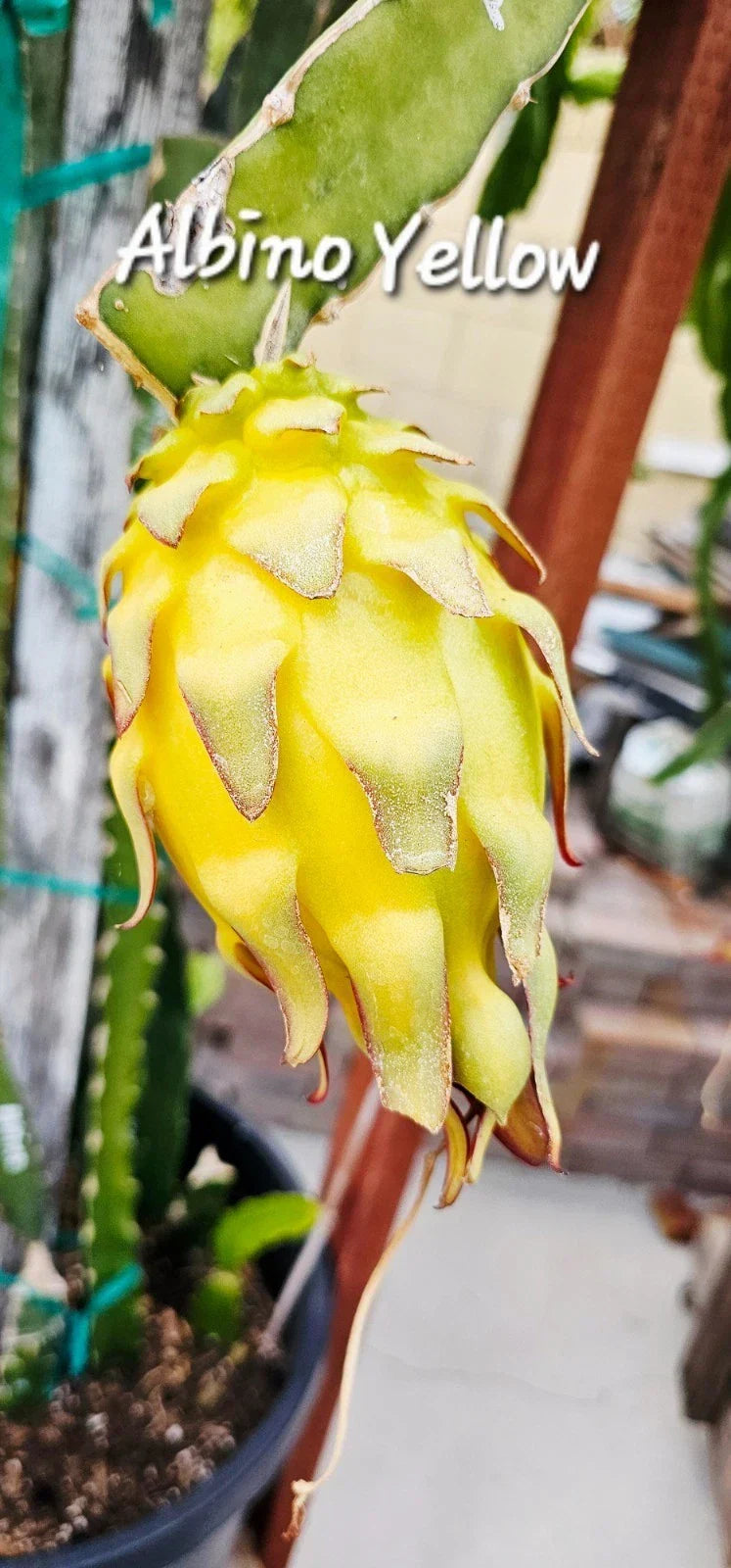 Albino Yellow Dragonfruit Cutting - Rooted 12-16 Inch Hylocereus megalanthus Plant