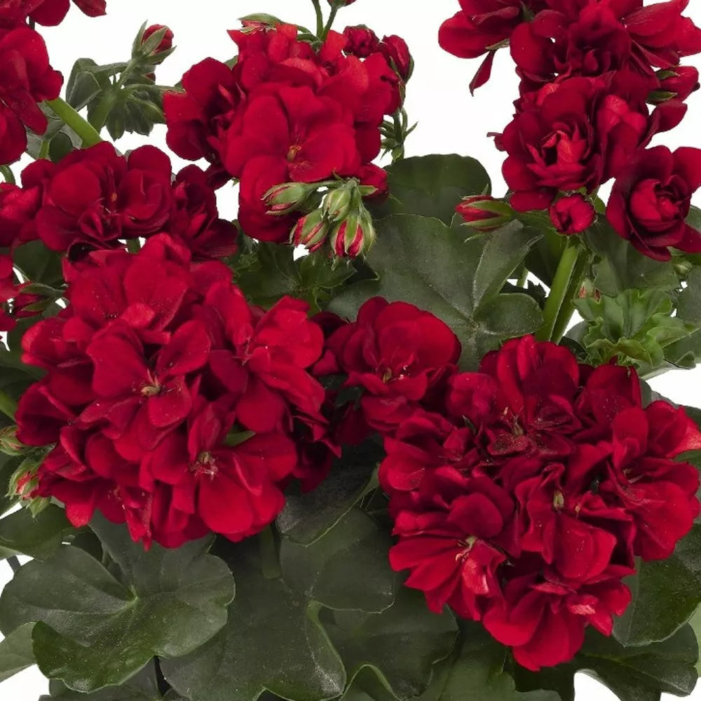 Double Red Geranium Seeds - 10 Perennial Pelargonium zonale Seeds for Hanging Baskets