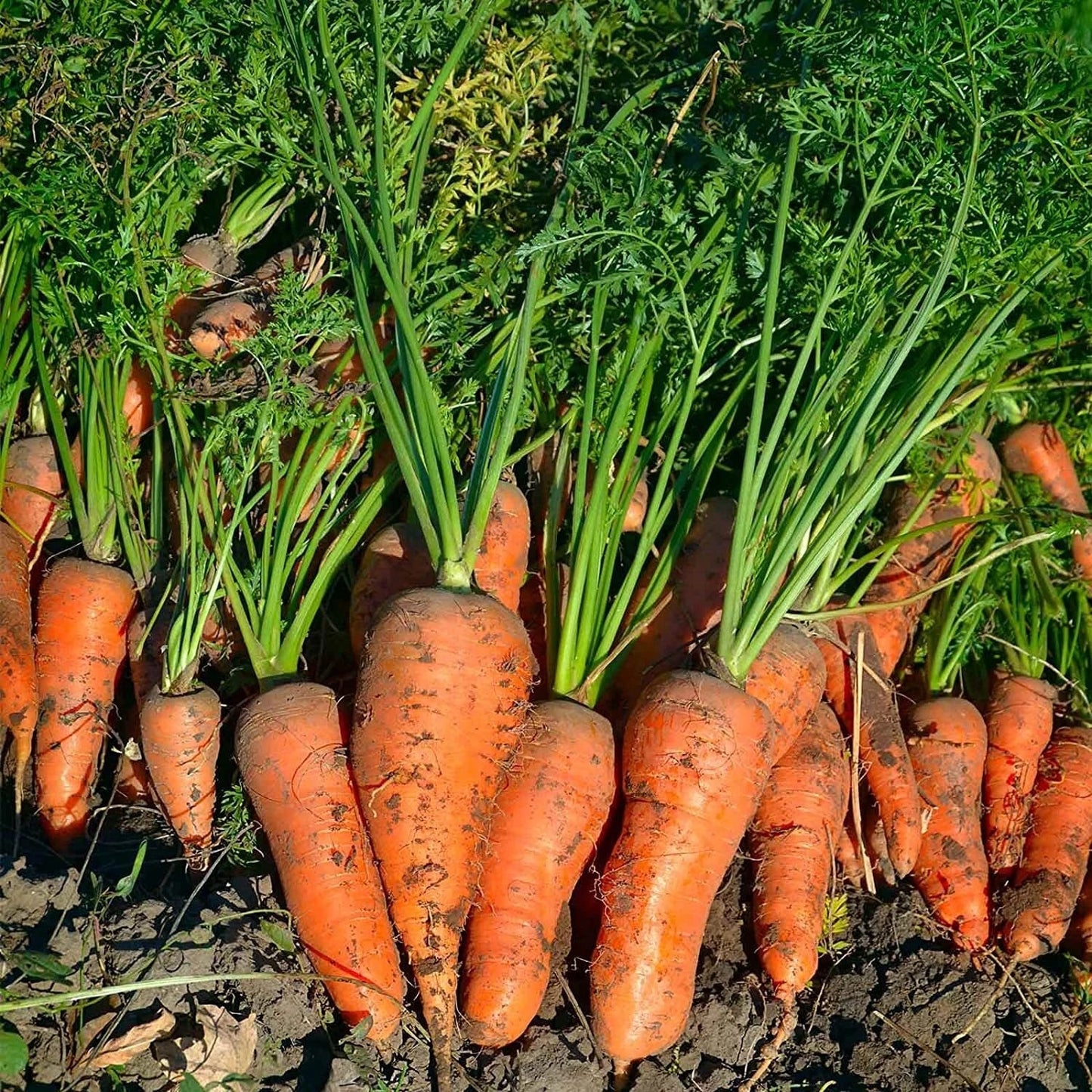 Royal Chantenay French Carrot Seeds - NON-GMO Heirloom Daucus carota
