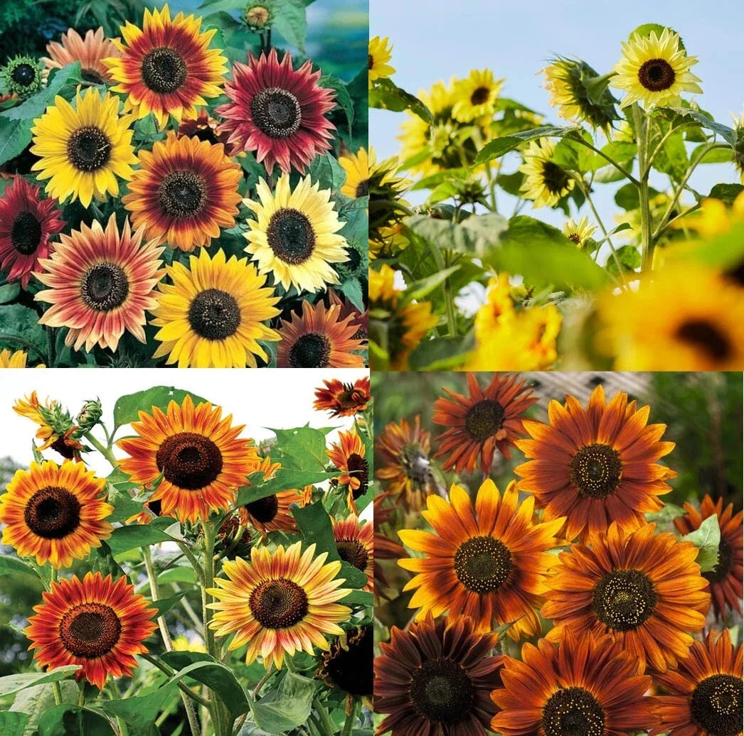 Tall Sunflower Seeds - Mixed Colors, Branching Variety for Bees & Finches - Helianthus annuus, 250 Seeds