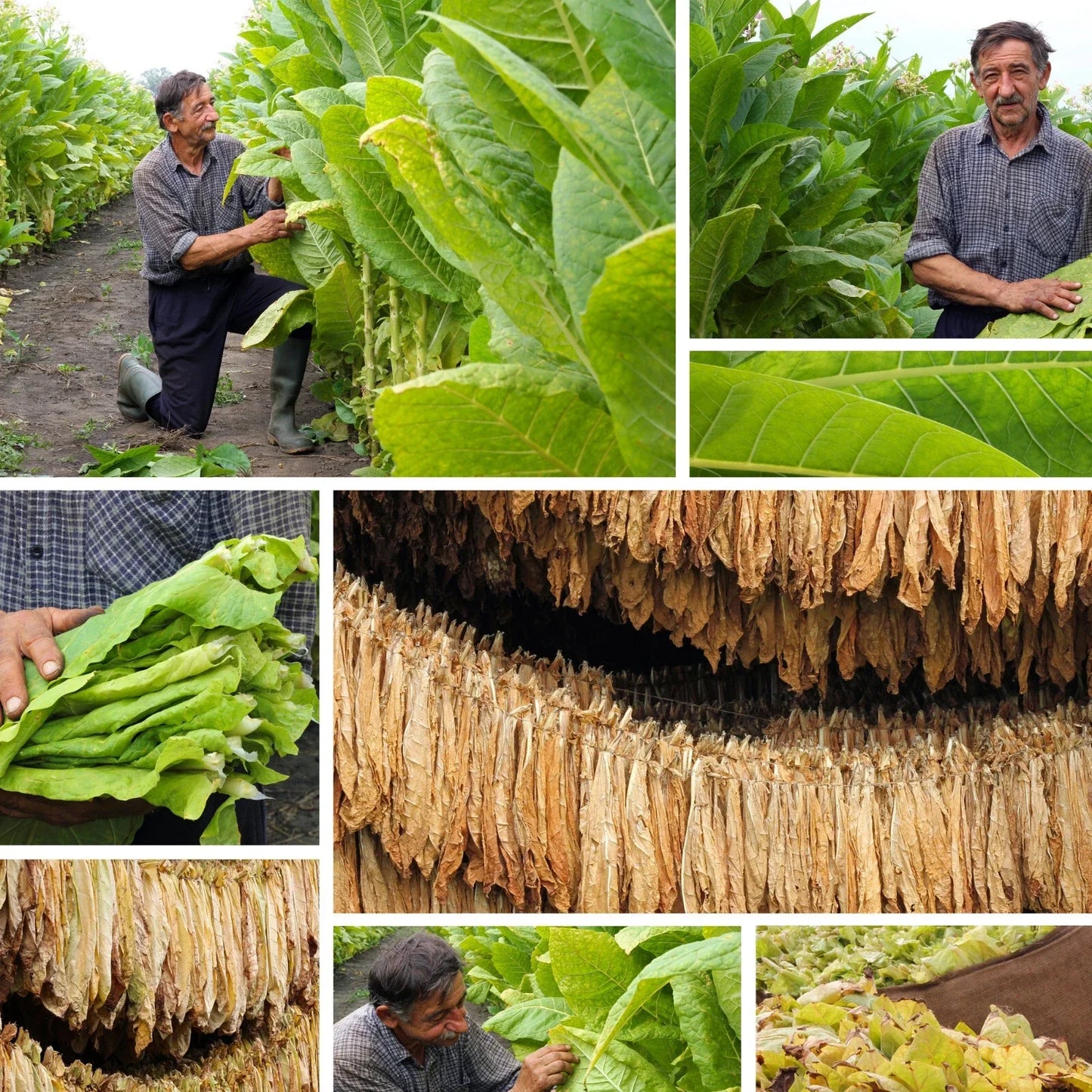 Burley Tobacco Seeds TN90 - 1500 Count - Nicotiana Tabacum - Tennessee Grown