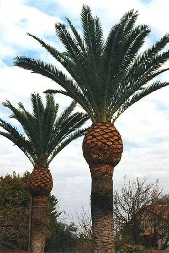 Canary Island Date Palm Seeds - Phoenix canariensis - Tropical Ornamental Garden Planting - 5 Seeds