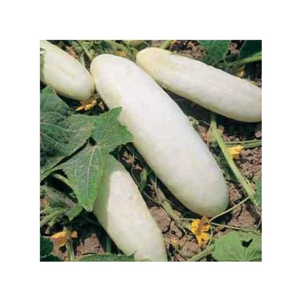 25 Heirloom White Wonder Cucumber Seeds - Cucumis sativus - GroCo USA