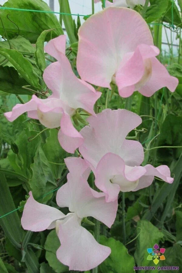 Patricia Marilyn Sweet Pea Seeds – Pink and White Climbing Vines for Garden, Lathyrus odoratus, 50+ Seeds