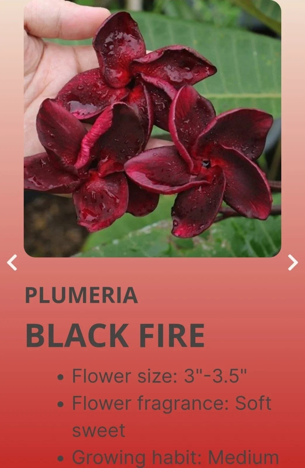 Red Root Plumeria Black Fire in 3-Inch Pot, Fragrant Tropical Flower, Plumeria pudica, Indoor & Outdoor Garden Plant