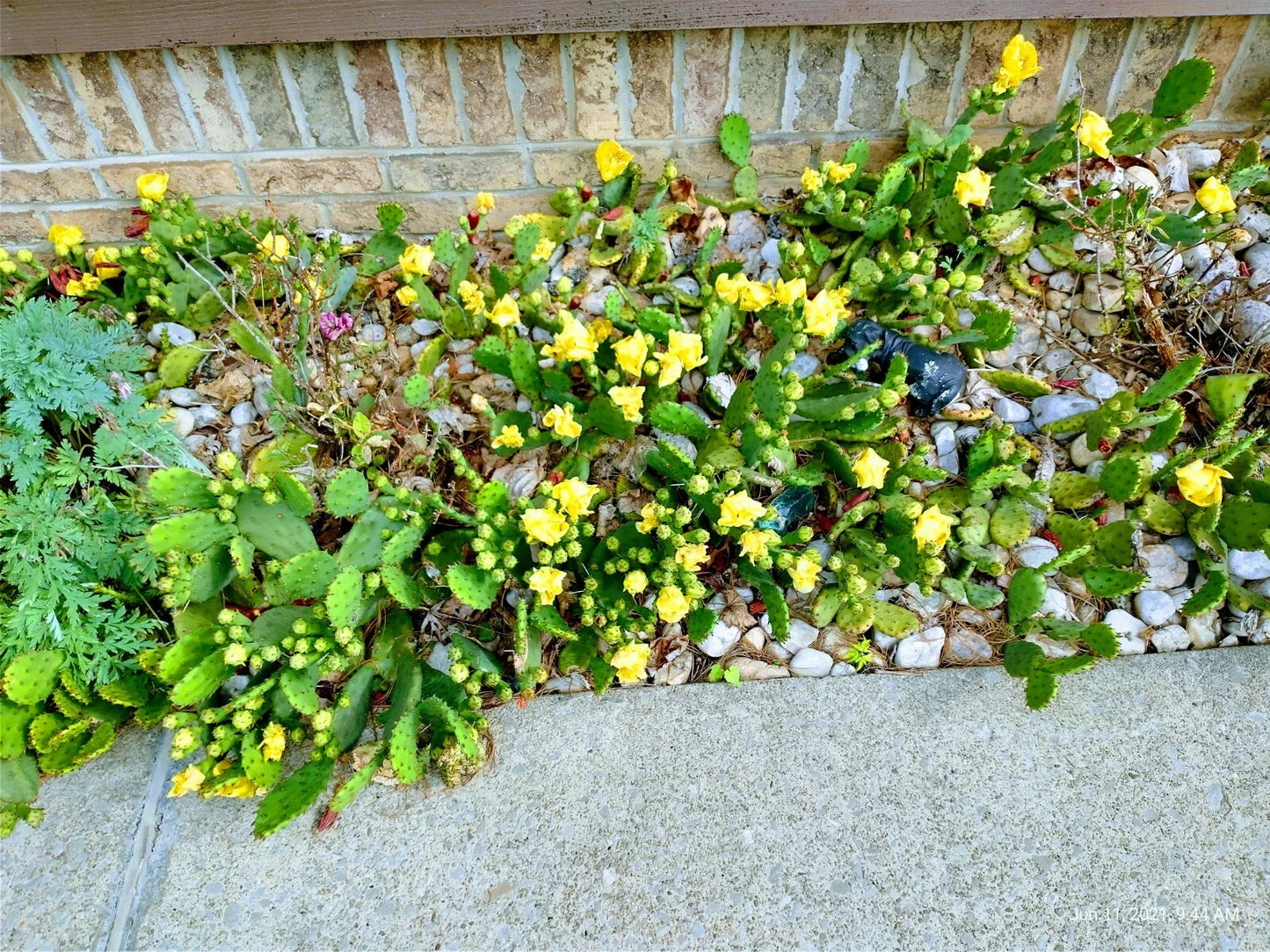Prickly Pear Cactus Pads with Yellow Flowers – Winter Hardy Opuntia spp. for Drought Tolerance & Garden Decor