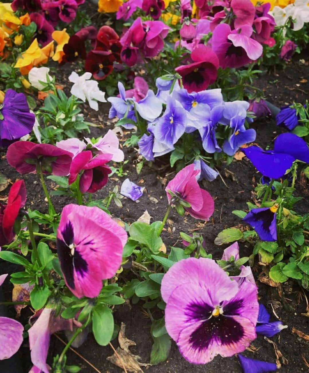 Pansy Flower Seeds Mix - 50 Count Viola tricolor Garden Variety for Borders, Containers & Pollinator Attraction
