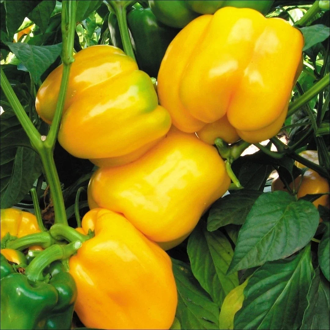 Canary Yellow Sweet Bell Pepper Seeds - Non-GMO Heirloom, Capsicum annuum, Bright Yellow Color, Vegetable Seeds, Free Shipping
