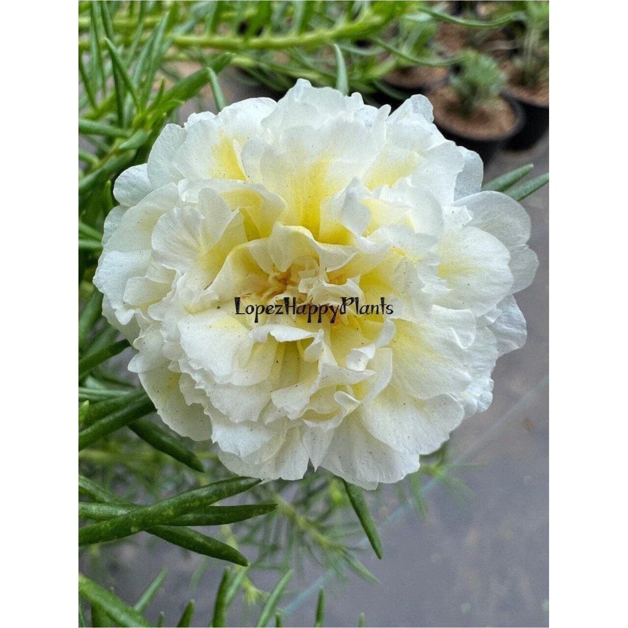 Unrooted Spearmint Portulaca grandiflora Cuttings - Succulent Plant for Gardening & Propagation