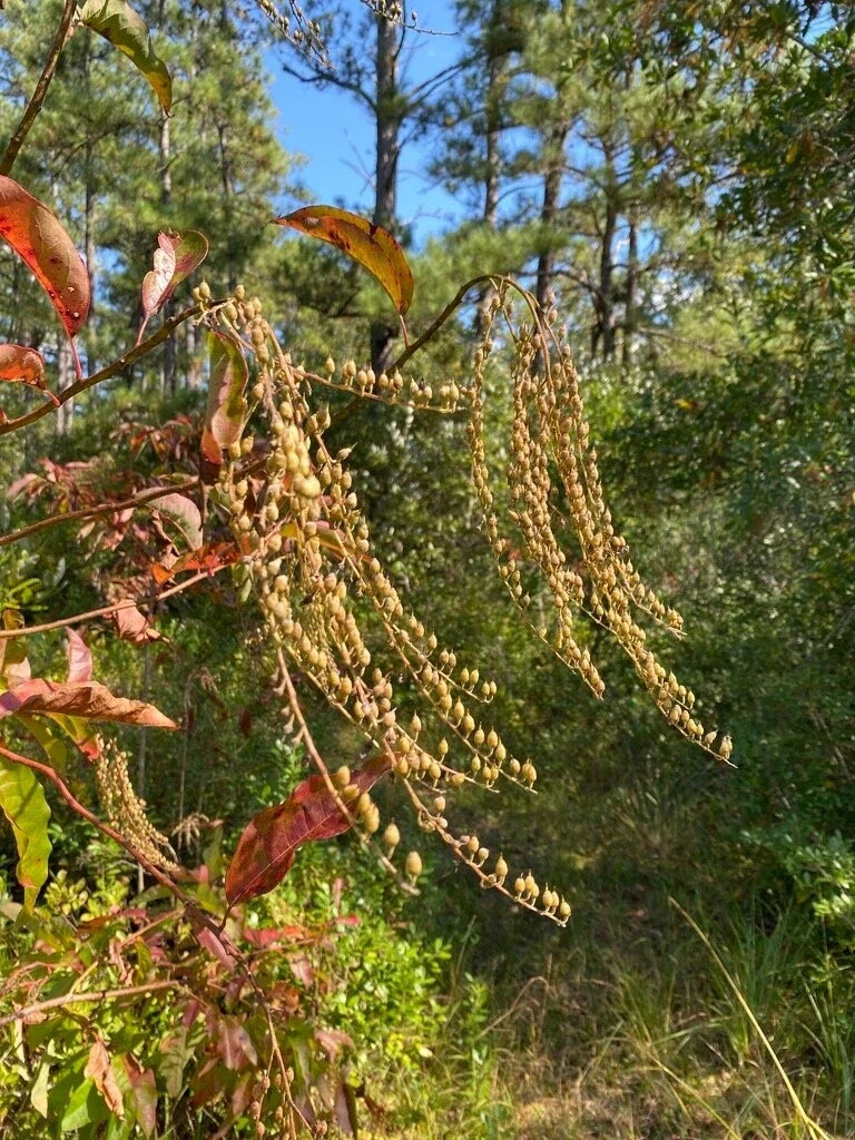 Sourwood Seeds - Lily of the Valley Variety - White Flowers - Oxydendrum arboreum - Attracts Honey Bees