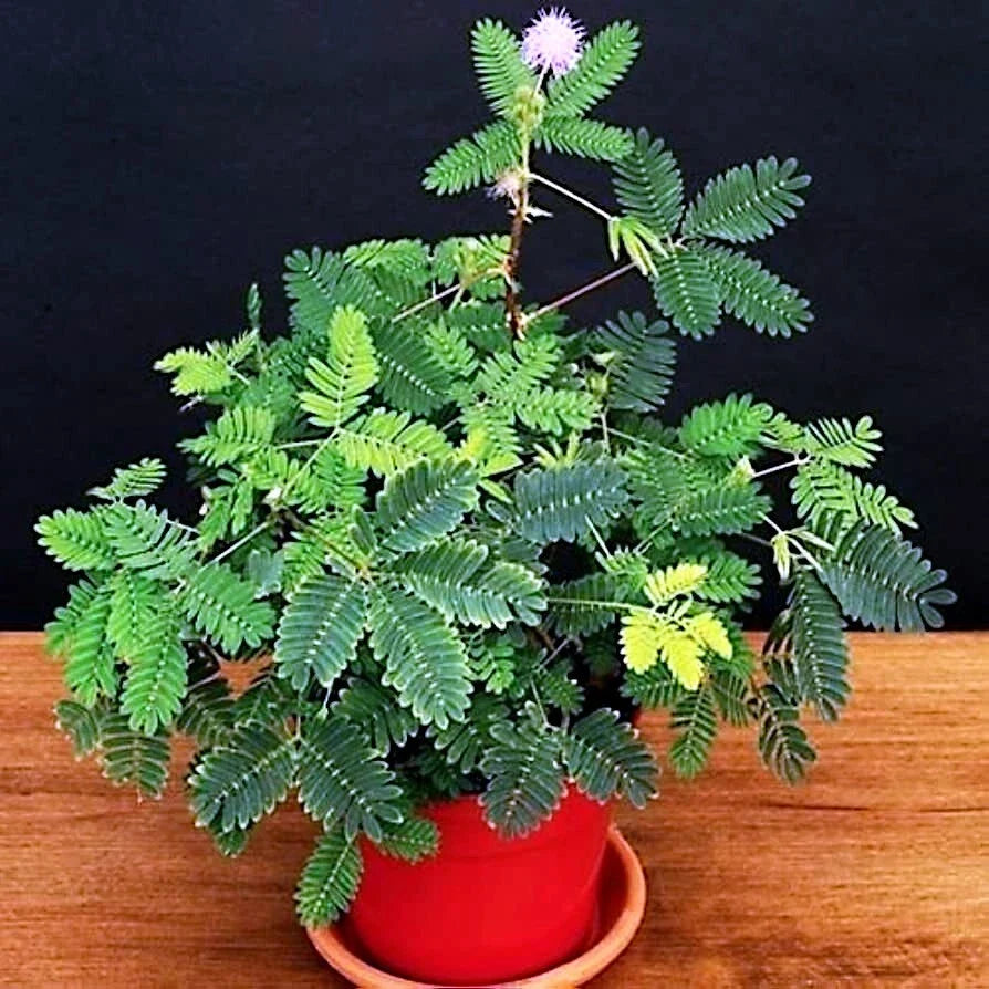 Dwarf Mimosa Pudica Seeds - Sensitive Plant Tropical Houseplant with Touch-Responsive Leaves and Pink Flowers