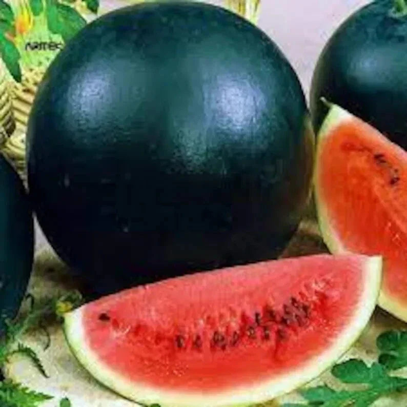Organic Black Diamond Watermelon Seeds - Citrullus lanatus, Non-GMO, USA Grown, Packaged for Easy Planting
