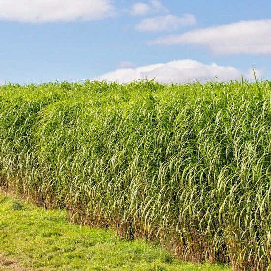 Switchgrass Seeds - 1000+ Count - Native Ornamental Perennial Grass - Panicum virgatum